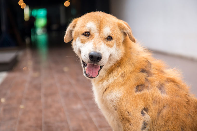 Bệnh viêm loét da mủ ở chó là bệnh gì?