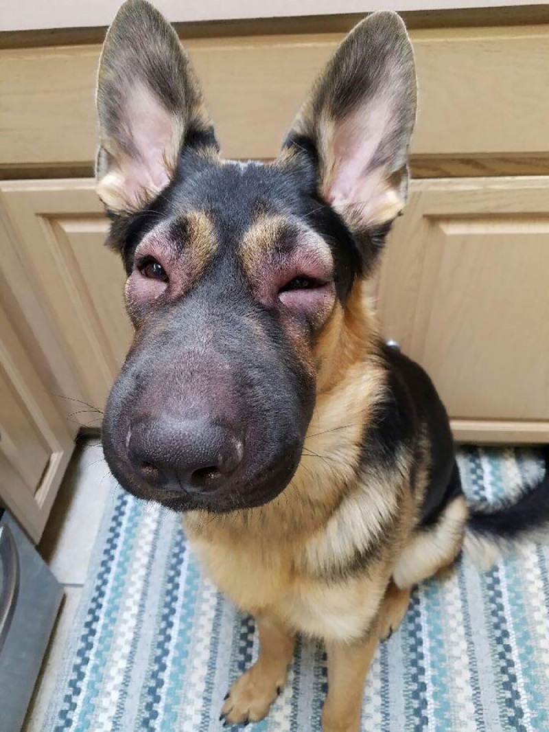 Cách xử lý khi chó bị ong đốt