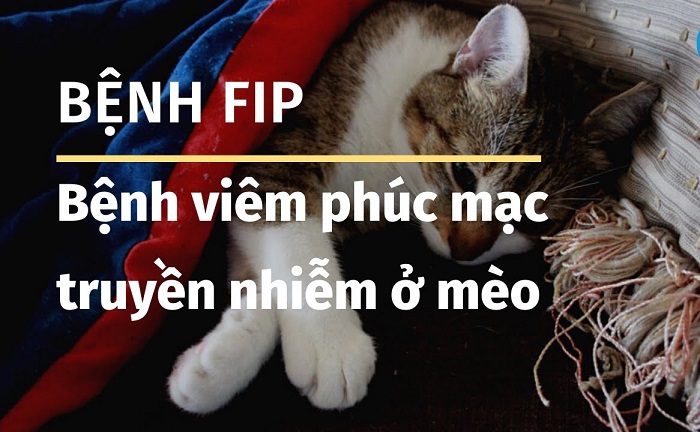 Nguyên nhân gây bệnh FIP ở mèo