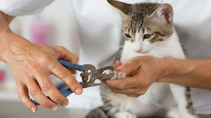 Hướng dẫn chi tiết về cách cắt móng cho mèo