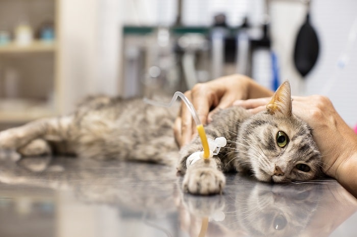 Biện pháp điều trị bệnh giảm bạch cầu mèo