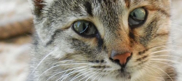 Nguyên nhân của mắt mèo bị kéo màng trắng