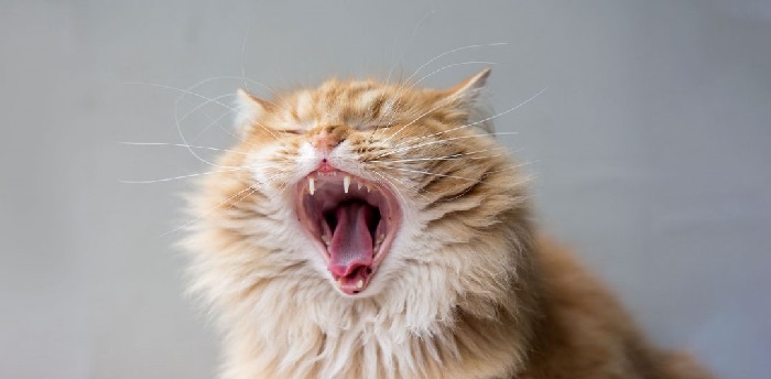 Cách chữa trị mèo loét miệng