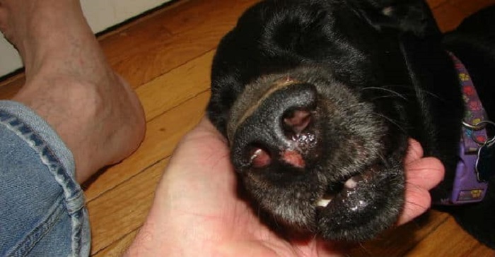 Chó bị chảy máu mũi là bệnh gì?