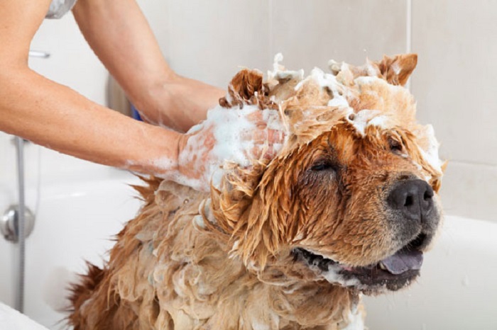 Tắm rửa cho chó sạch sẽ