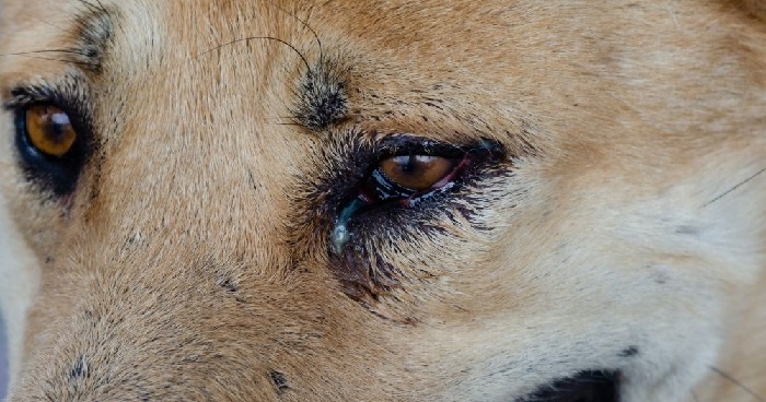 Cách chữa trị chó chảy nước mắt
