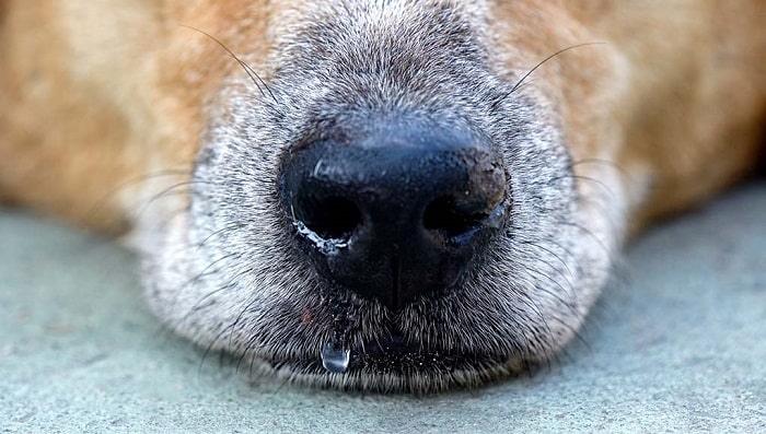 Nguyên nhân chó chảy nước mũi - sổ mũi