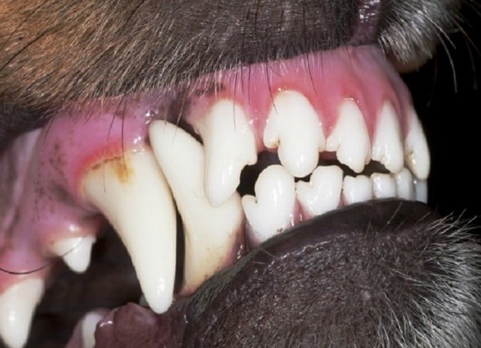 Quá trình mọc răng ở chó