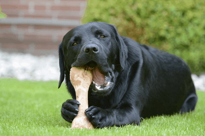 Chó bị gãy răng nanh có sao không? 