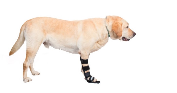 Cách chữa trị chó hạ bàn chân
