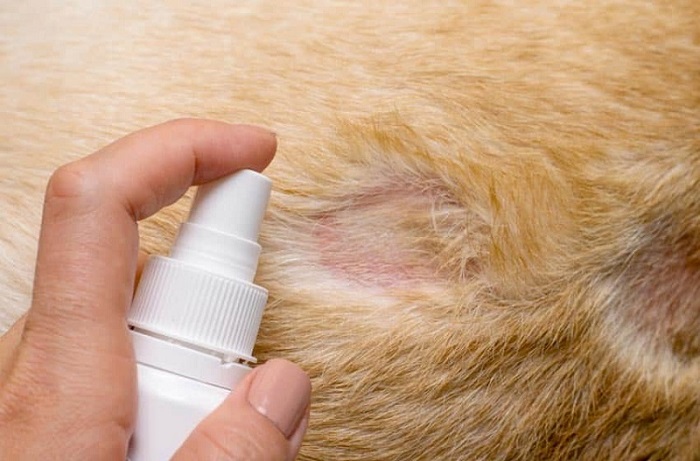 Cách điều trị chó nấm da