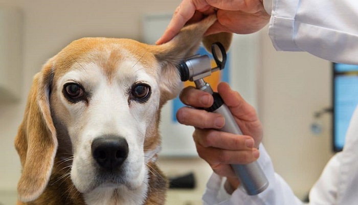 Cách điều trị bệnh viêm tai ở chó