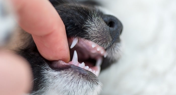 Chó thay răng hay không?