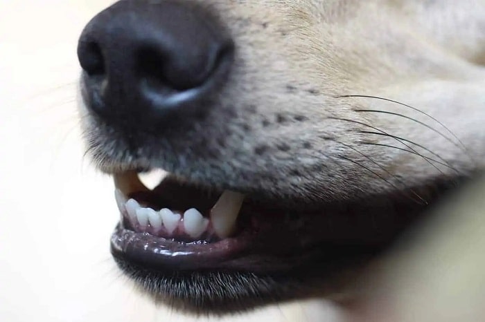 Cách xử lý khi chó thay răng