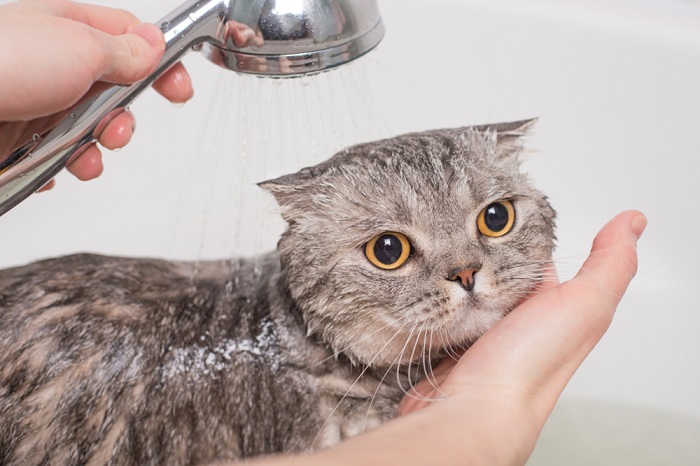 Để mèo dính dầu nhớt lâu trên da nguy hiểm không?