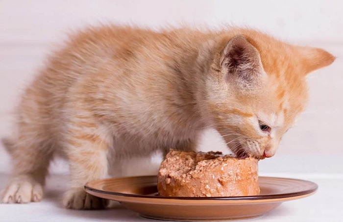 Mèo bị giảm bạch cầu nên ăn gì?