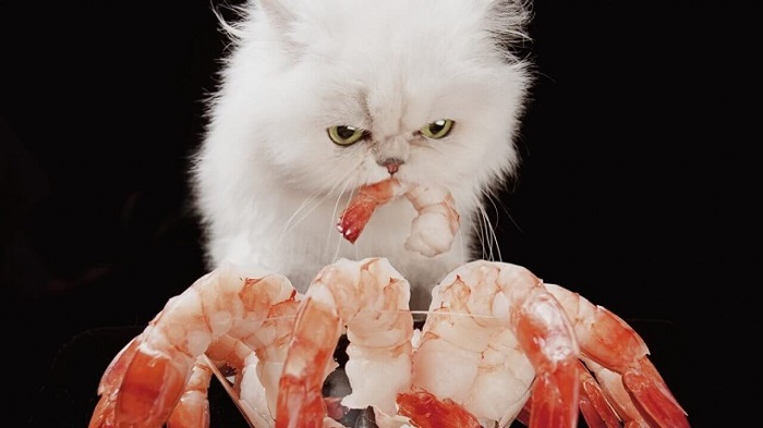 Mèo bị giảm bạch cầu không nên ăn gì?
