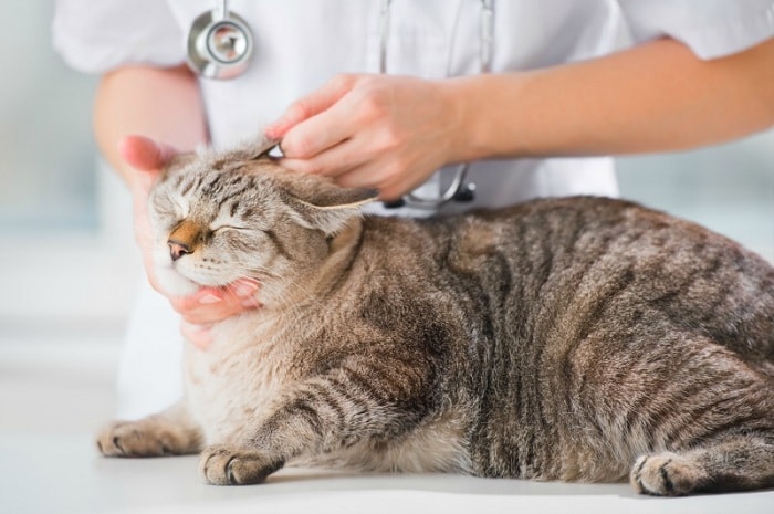 Cách phòng bệnh giun sán ở mèo