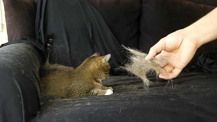 Cách chữa trị rụng lông ở mèo