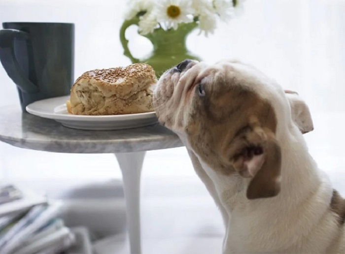 Loại bánh mì có thành phần độc hại cho chó
