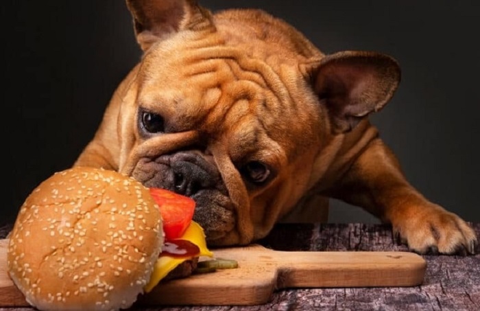 Chó ăn bánh mì có tốt không?