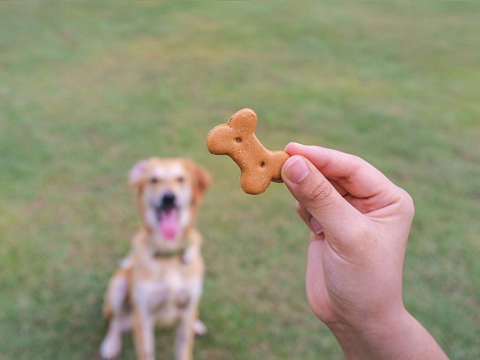 Chó ăn bánh quy cần lưu ý gì?