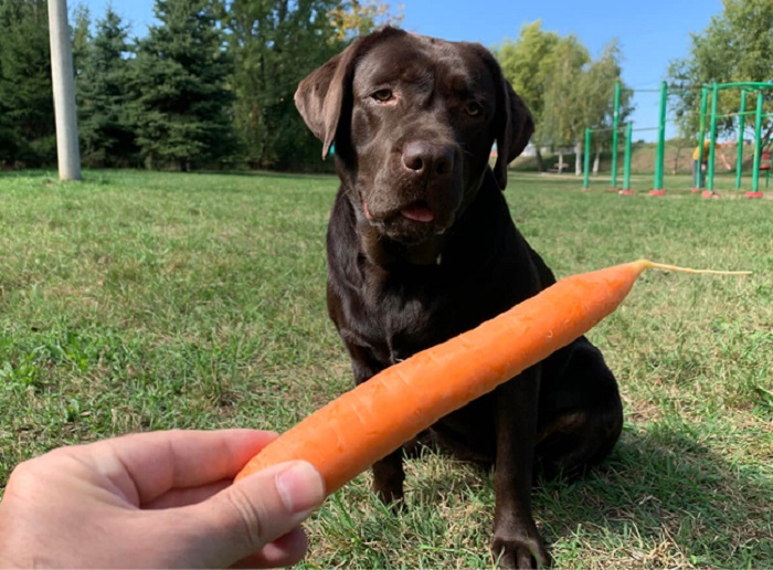 Chó ăn cà rốt có được không? Có hại không?