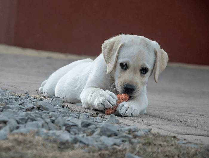 Cho chó ăn cà rốt mỗi ngày được không?