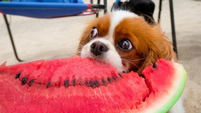 Những lưu ý khi cho chó ăn dưa hấu
