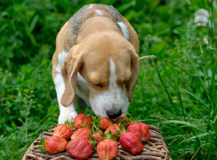Chó có ăn được dâu tây không?