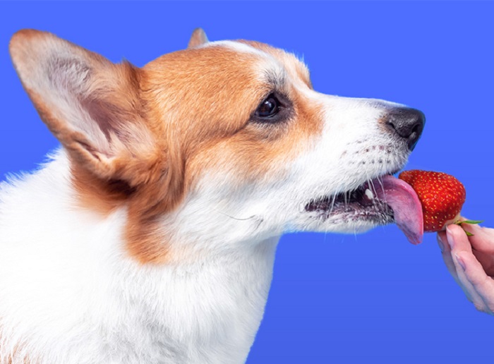 Khi ăn dâu tây thì chó có hại gì?