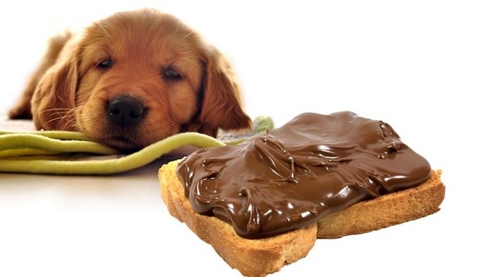 Những nguy hiểm khi chó ăn socola