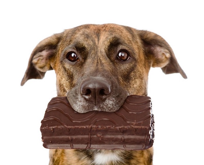 Các dấu hiệu nguy hiểm khi chó ăn socola