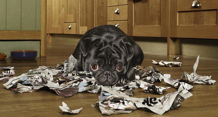 Chó ăn giấy an toàn không?