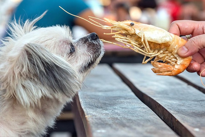 Chó ăn hải sản được không?