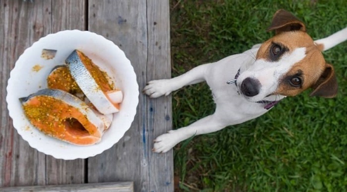 Rủi ro khi chó ăn hải sản