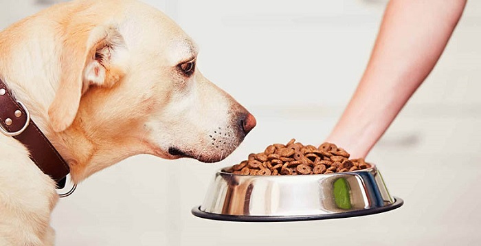 Chó ăn hạt nhiều có tốt không?