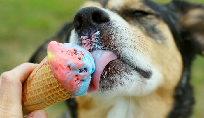 Chó trưởng thành khỏe mạnh hãy cho ăn kem