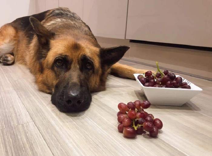 Chó ăn nho có sao không?