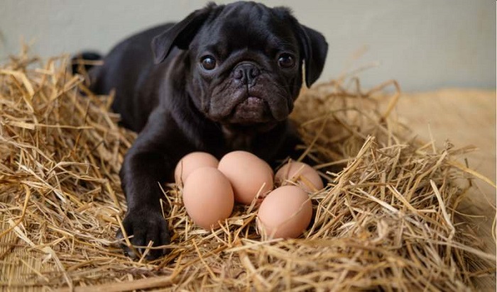 Cho chó ăn trứng gà sống có nguy hiểm không?