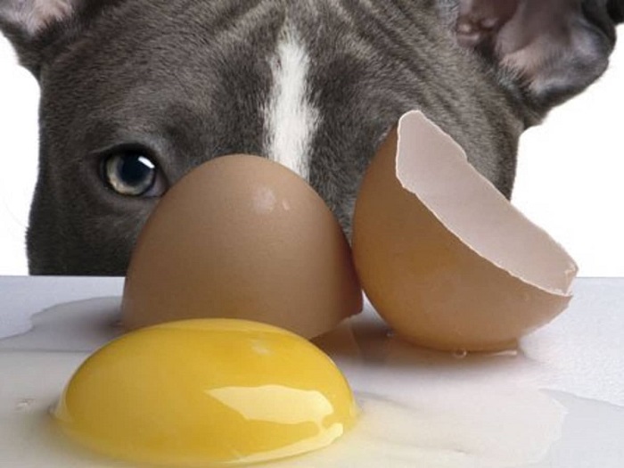 Có nên cho cún ăn trứng gà sống không?