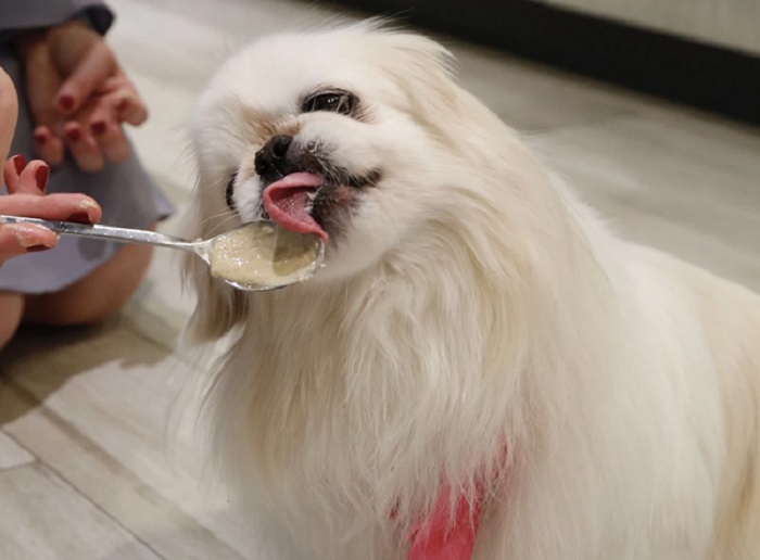Chó có ăn được bơ hạnh nhân?