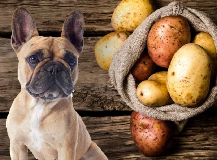 Chó có ăn được khoai tây không?