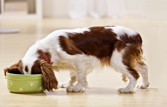 Chế độ dinh dưỡng phù hợp cho chó con
