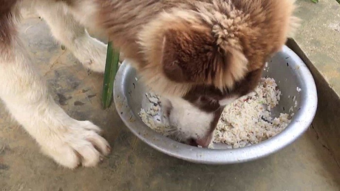 Cách xử lý chó không chịu ăn cơm