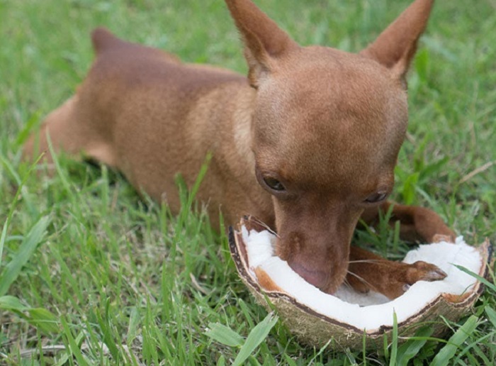 Ăn dừa có an toàn cho chó không?