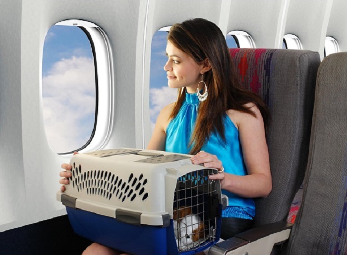 có được mang chó lên máy bay không