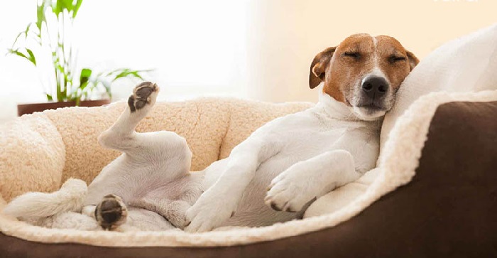 Chó ngủ chung phòng tạo cảm giác an toàn cho con người