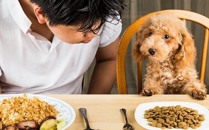 Nên cho chó ăn hạt hay cơm? 