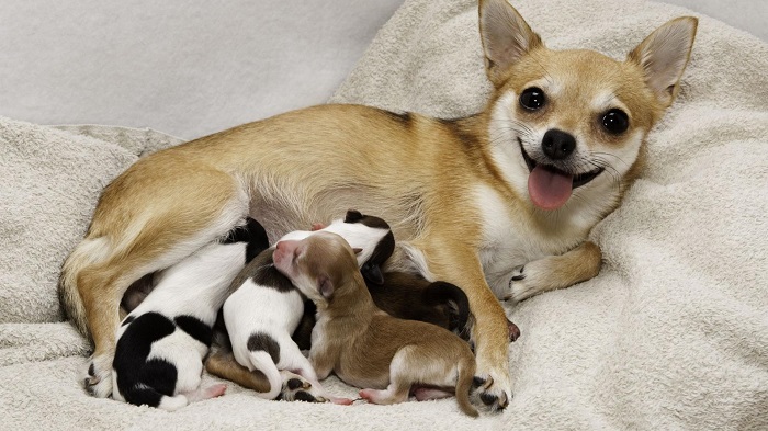 Vì sao sau sinh cần bổ sung thêm canxi cho chó mẹ?